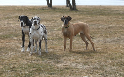 Da staunte Dexter als wir auf Kommando Steh! wie die Zinnsoldaten standen