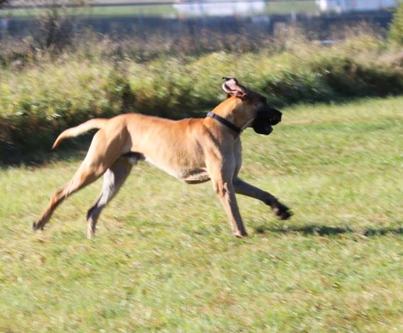...und Capone l&auml;&szlig;t seinem Temperament vollen Lauf