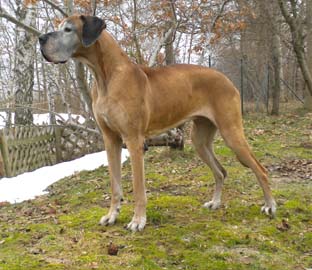 Die zweite, gro&szlig;e Liebe meiner Z&uuml;chterin Renate