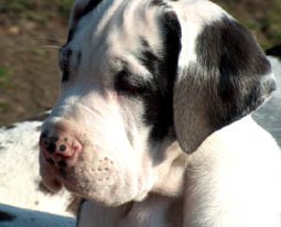 und ich bin Uncas, der Dicke