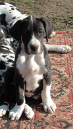 Ich bin die pfiffige Urania Cera