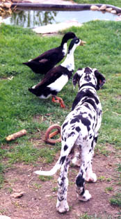 Das sind Enten? Hab&acute;ich noch nie gesehen!